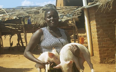 PIGS ARE A GAMECHANGER!