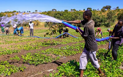 Solar Powered Irrigation, Pigs, Chickens & Beans: How Mchilawengo Is Building A Future Beyond Hunger