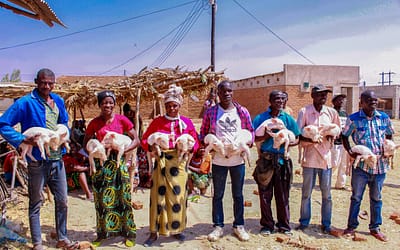 Ungweru Organisation Distributes Pigs and Chickens at Mtende Community